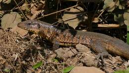 Image of Gold tegu