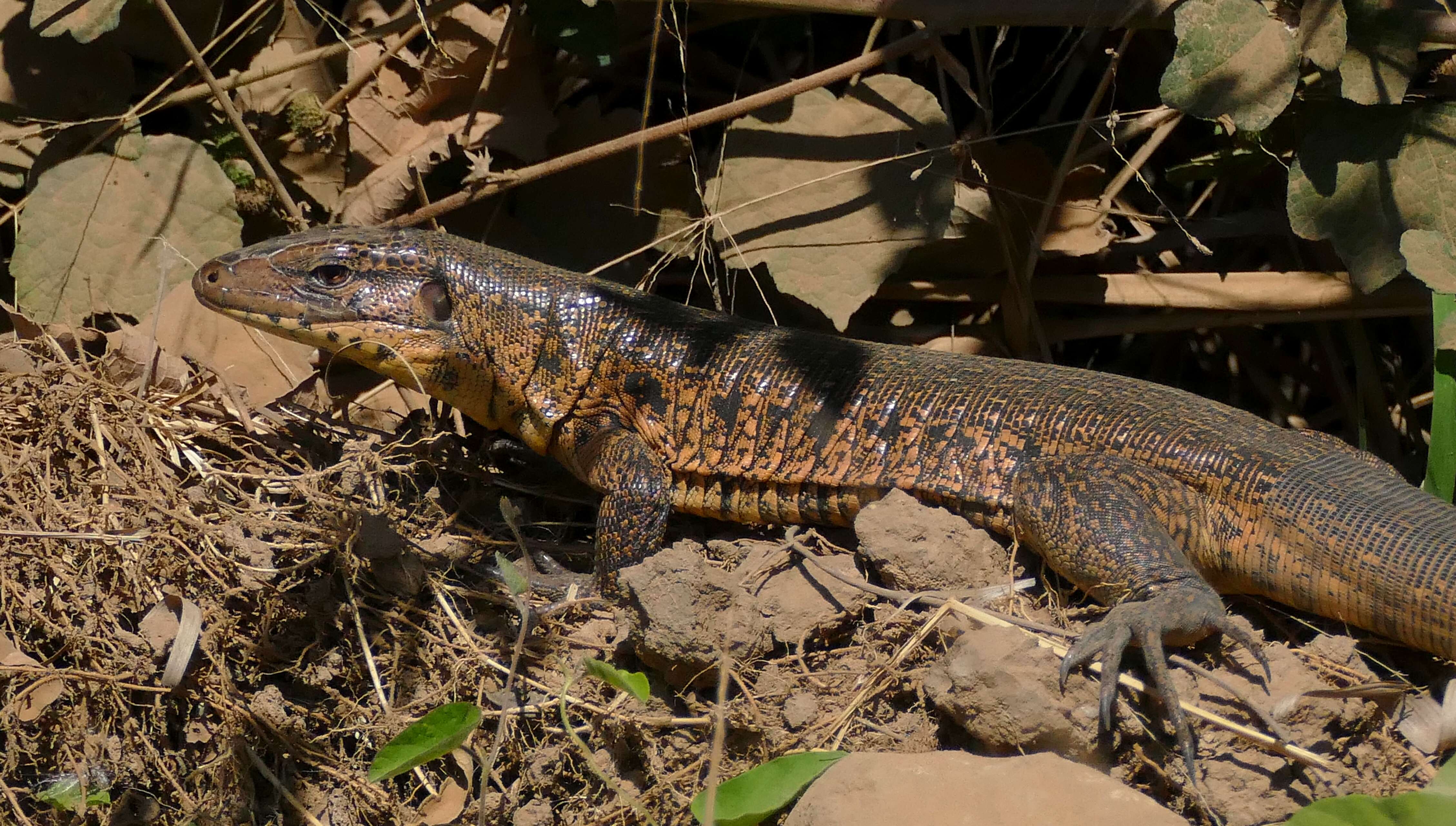 Image of Gold tegu