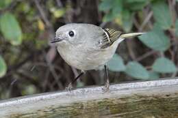 Image of goldcrests and kinglets