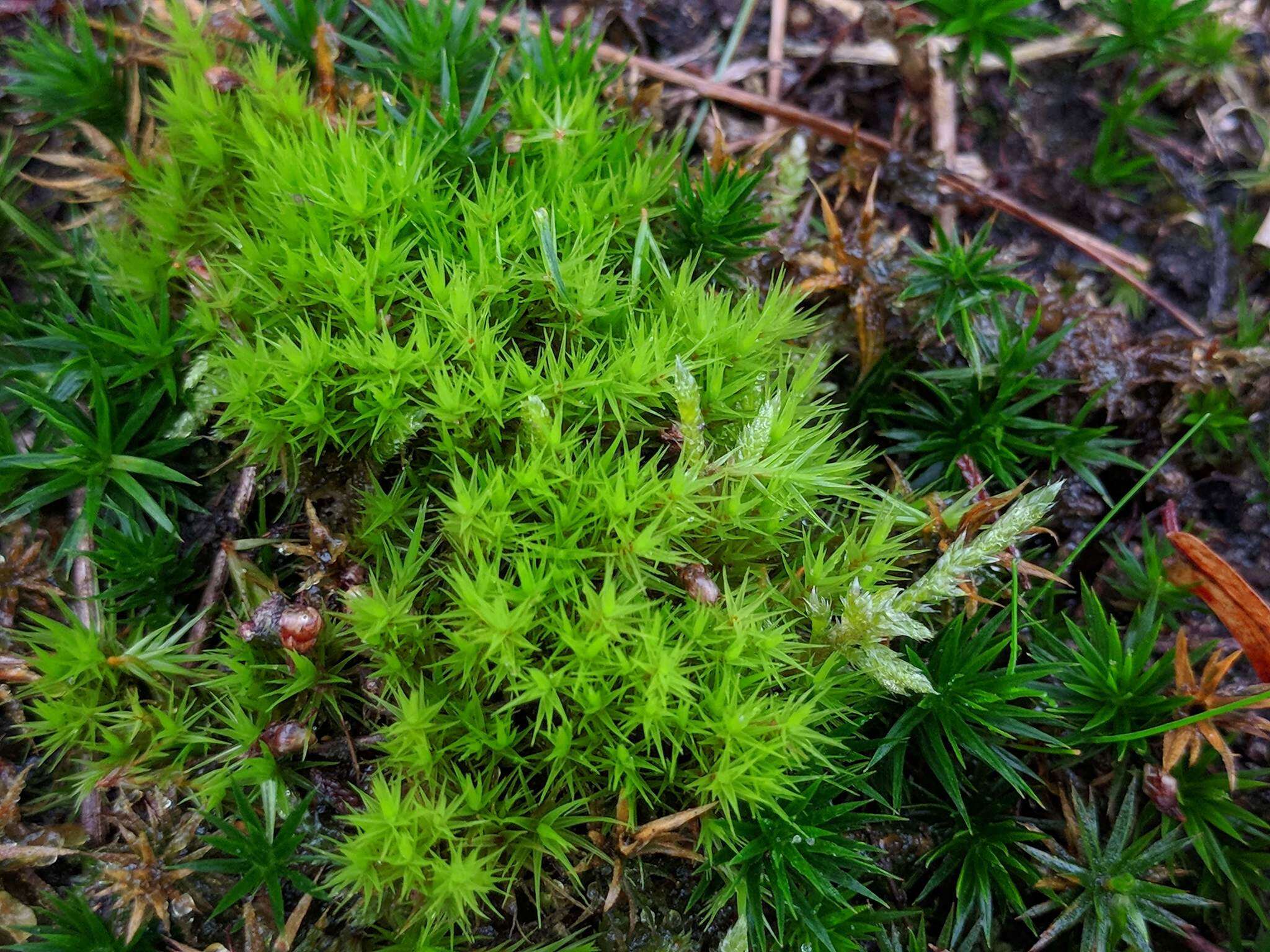 Image of Broom Moss