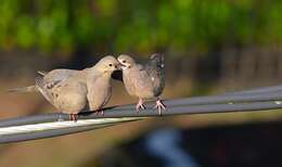 Image of American Mourning Dove