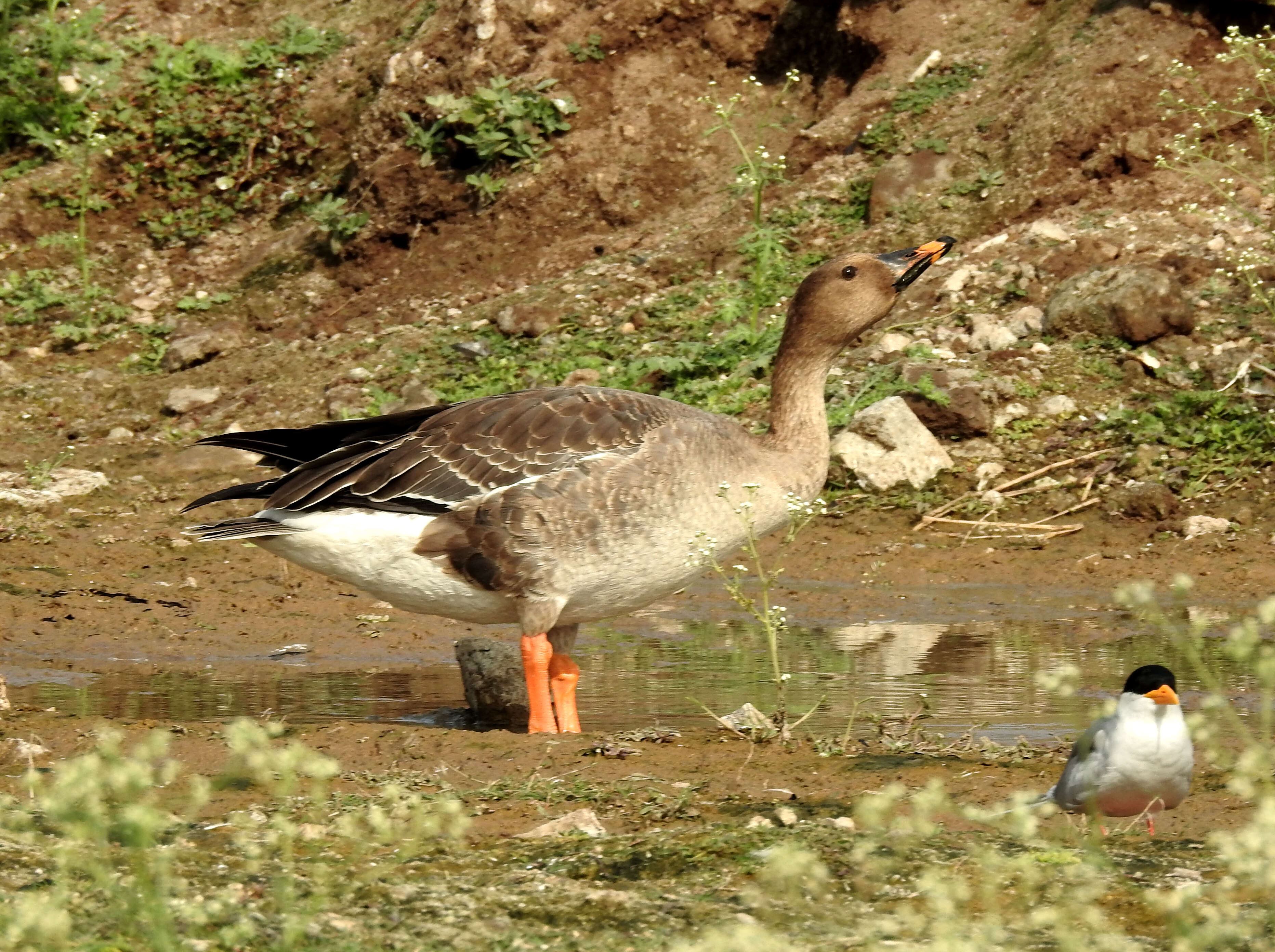 Image of Taiga Bean Goose