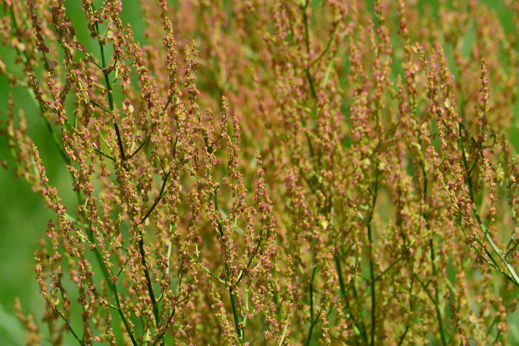 Image of Common Sorrel