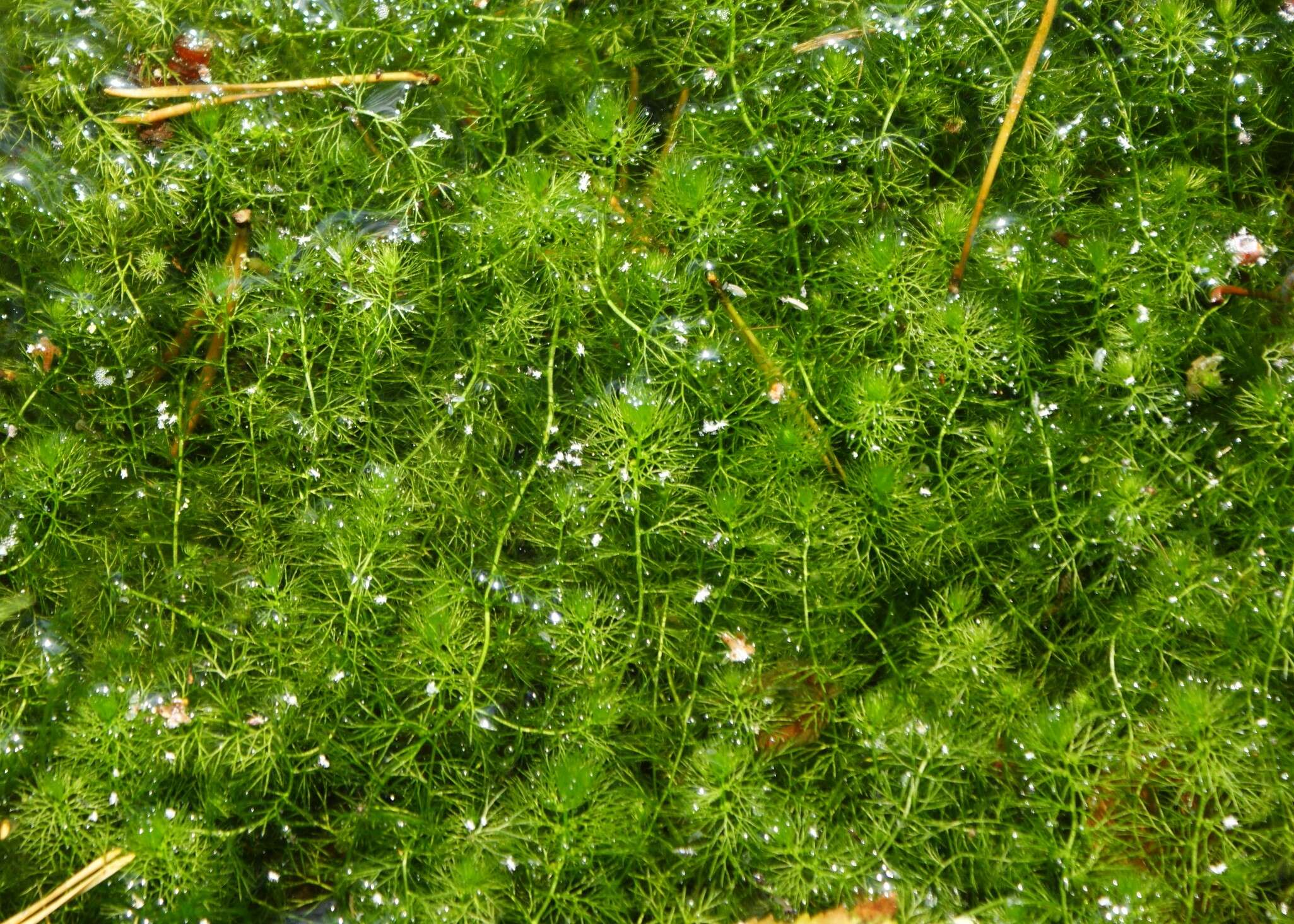 Plancia ëd Utricularia minor L.