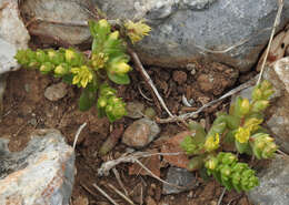 Imagem de Sedum litoreum Guss.