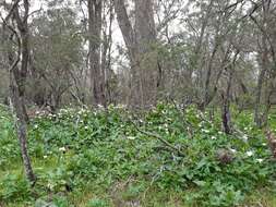 Image of Arum lily