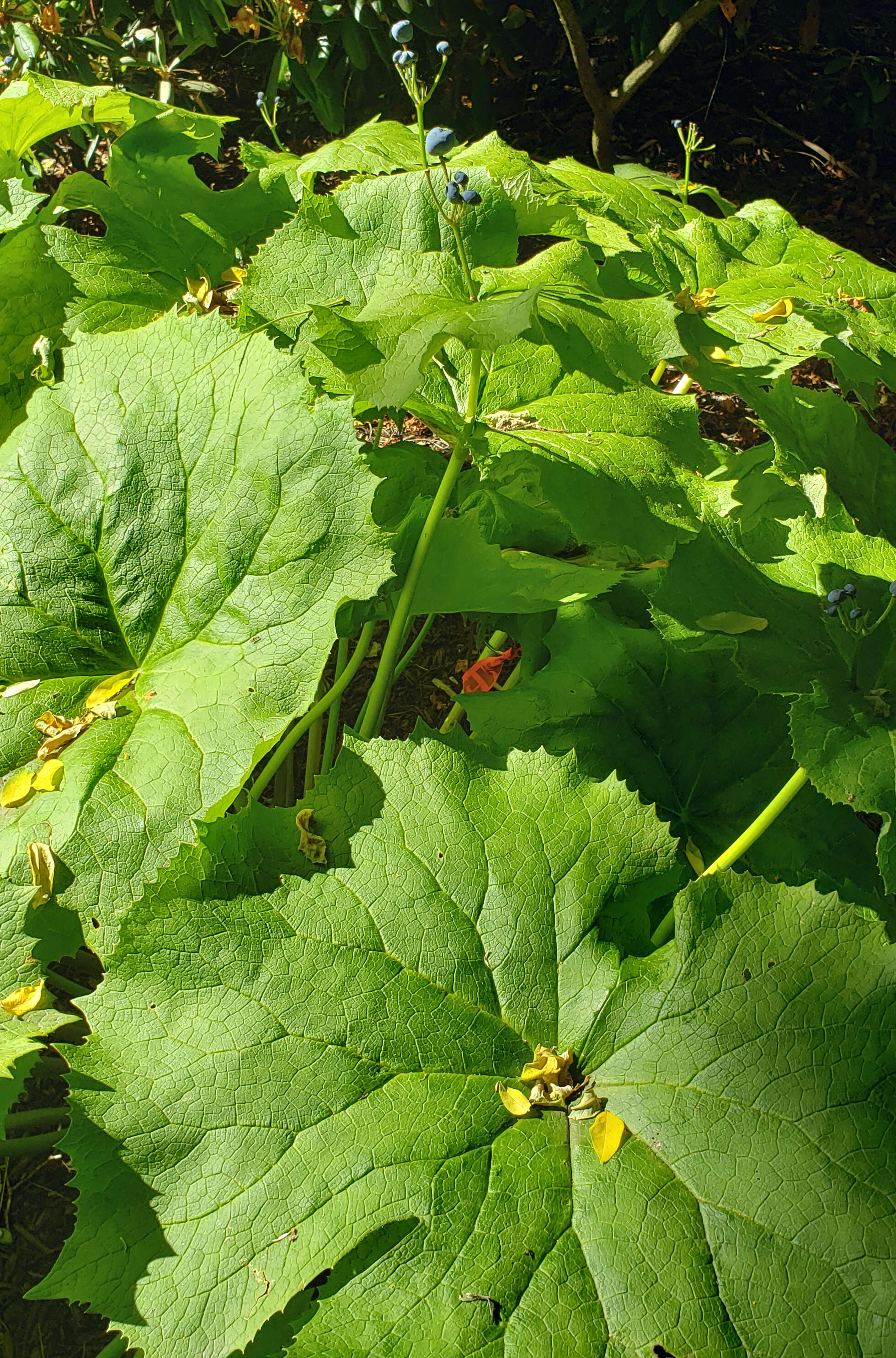 Image of Diphylleia grayi F. Schmidt