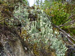 Image of cup lichen