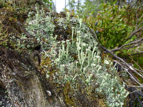 Image of cup lichen