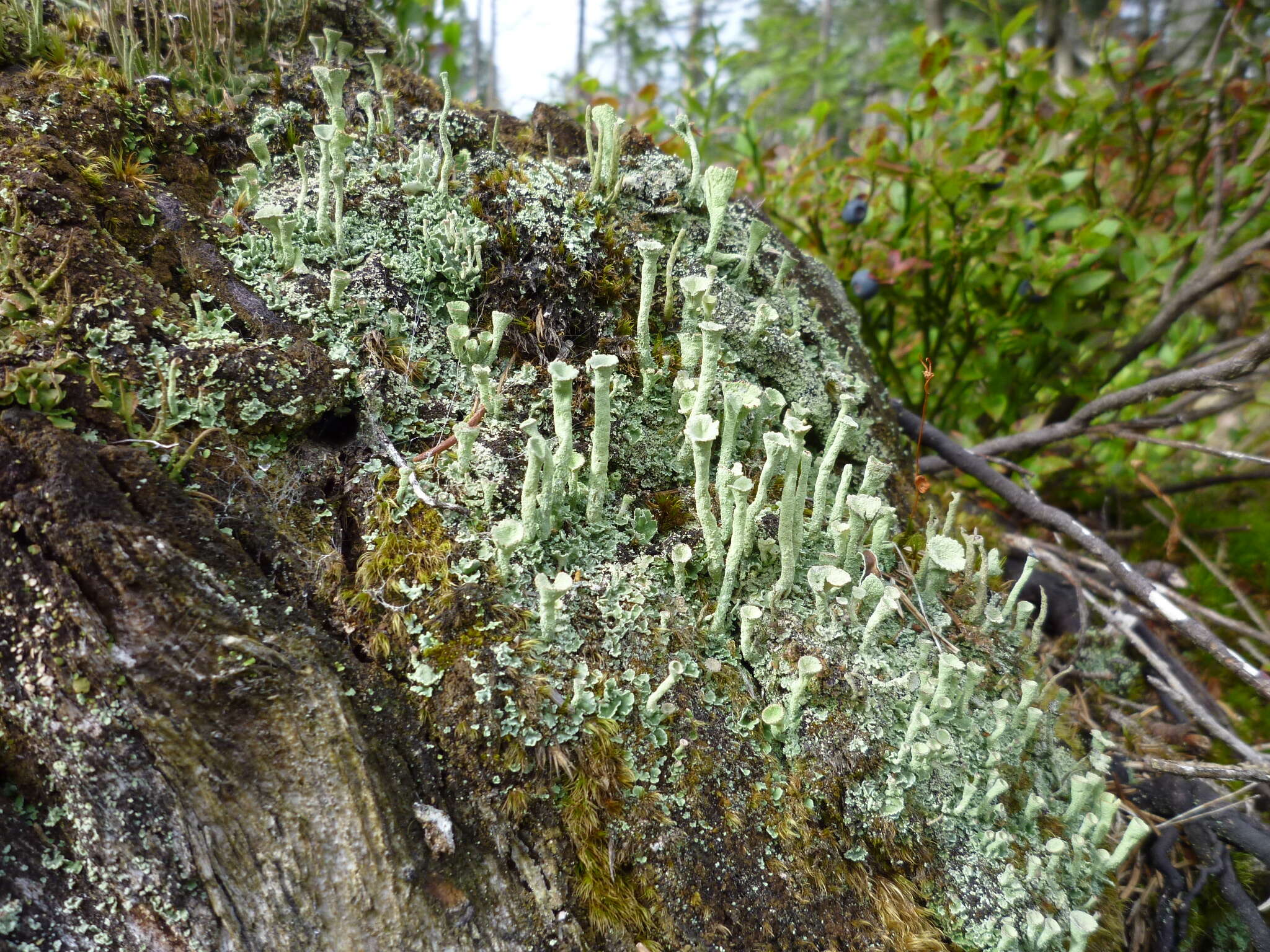 Image of cup lichen
