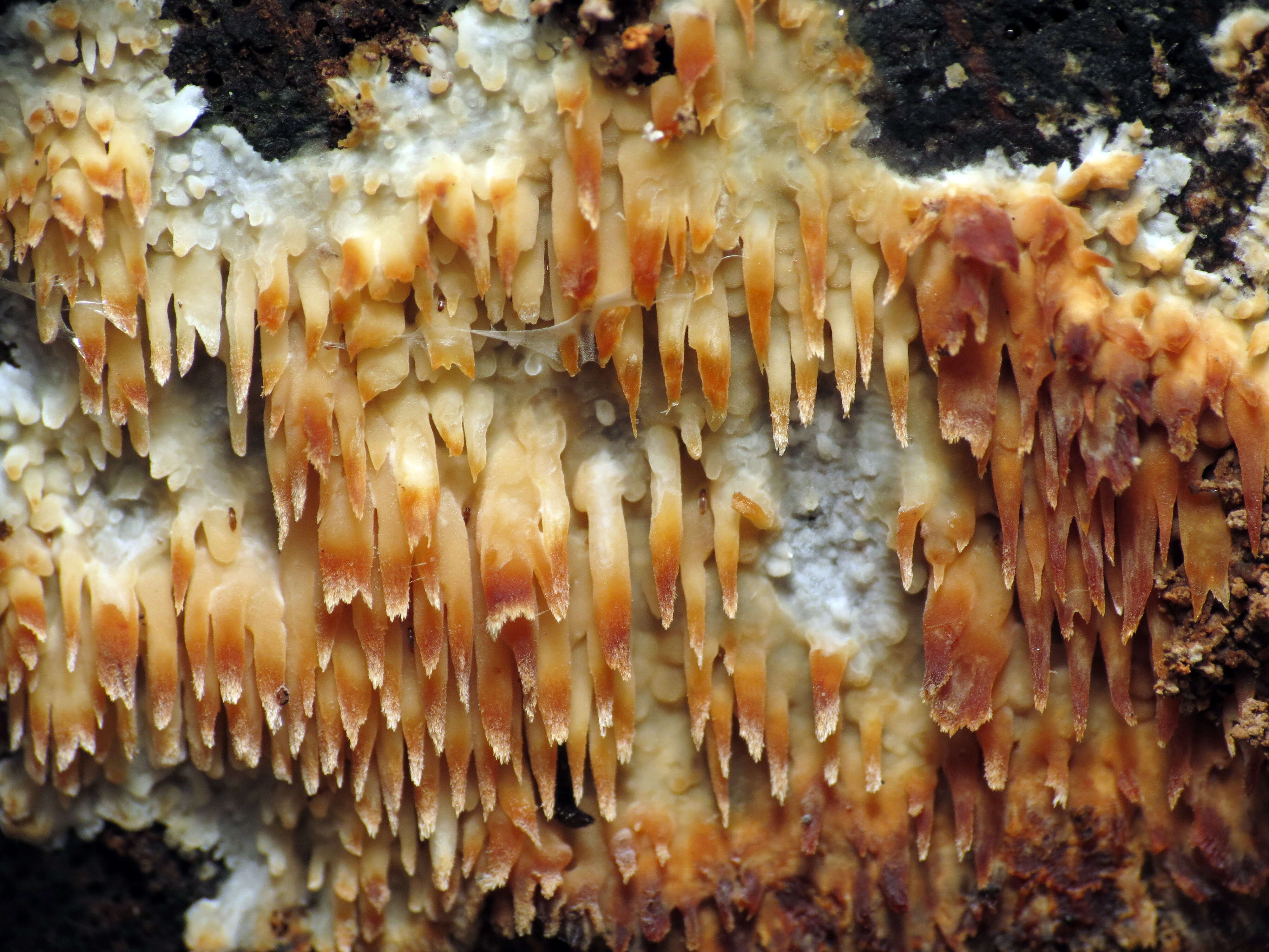 Image of Sarcodontia setosa (Pers.) Donk 1952