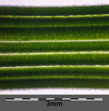 Image of Tufted Hair-grass