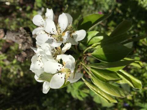 Image of European Pear