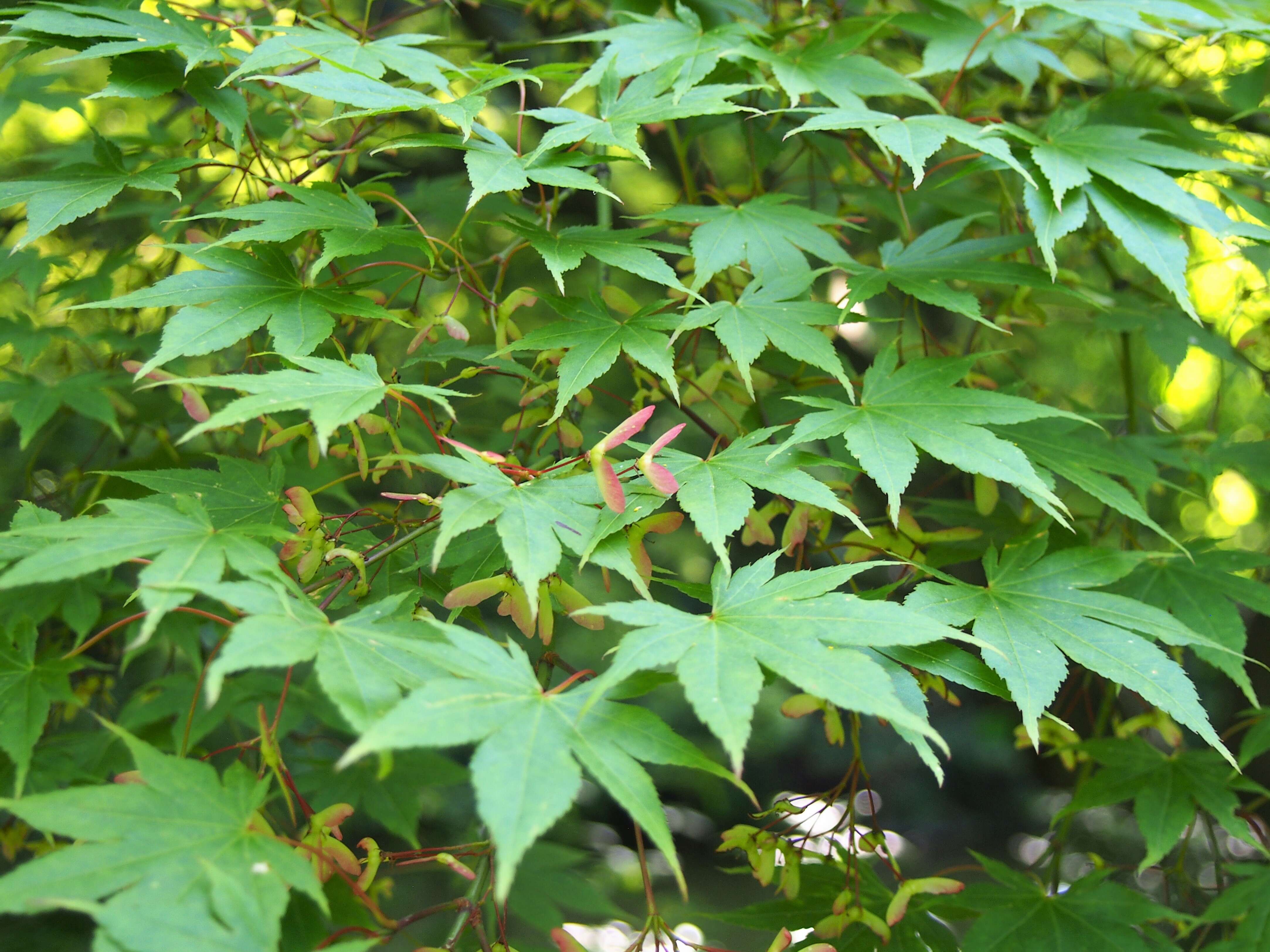 Image of Japanese maple