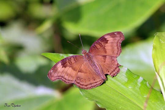 Image of chocolate pansy