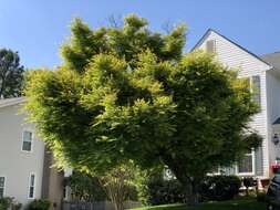 Image of Japanese maple