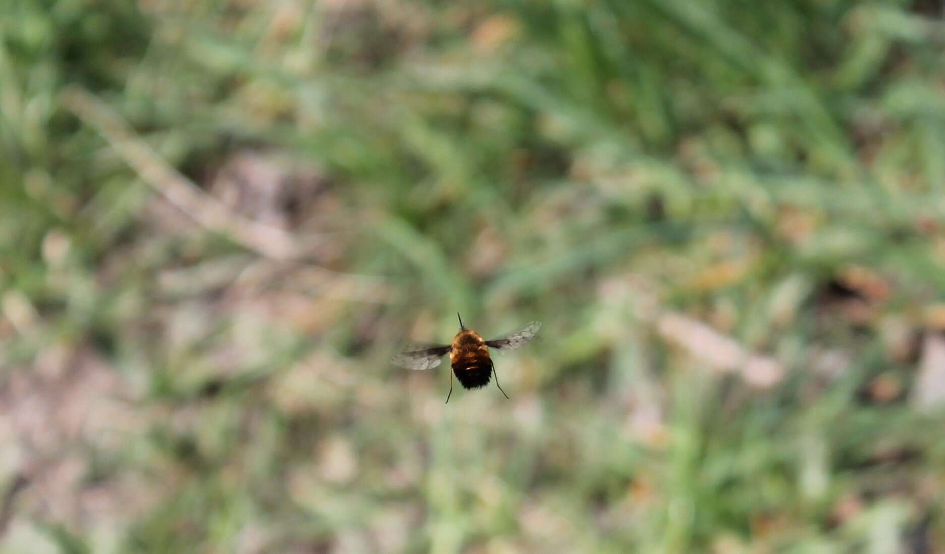 Image of Dotted bee-fly