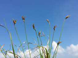 Image of Carex ornithopoda Willd.