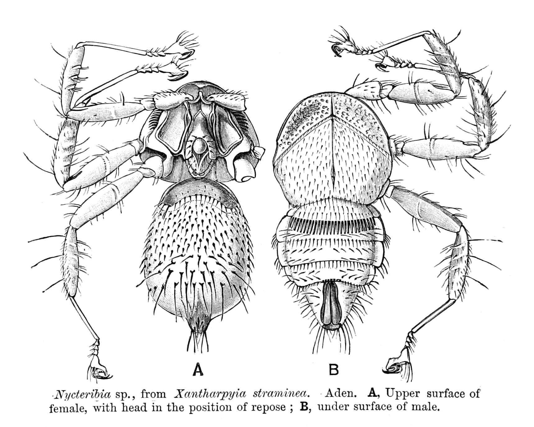 Image of Nycteribiidae