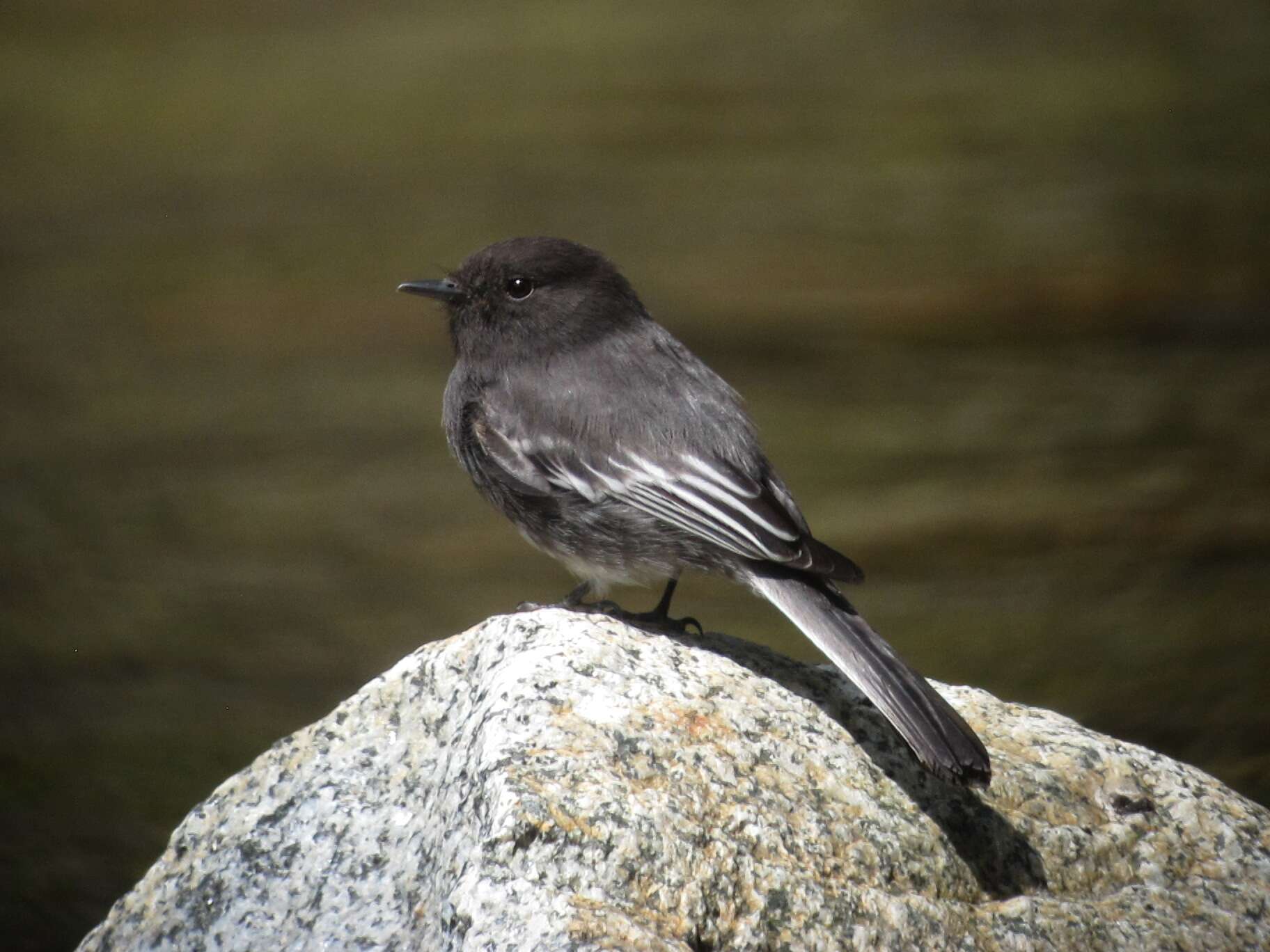 Imagem de Sayornis nigricans (Swainson 1827)