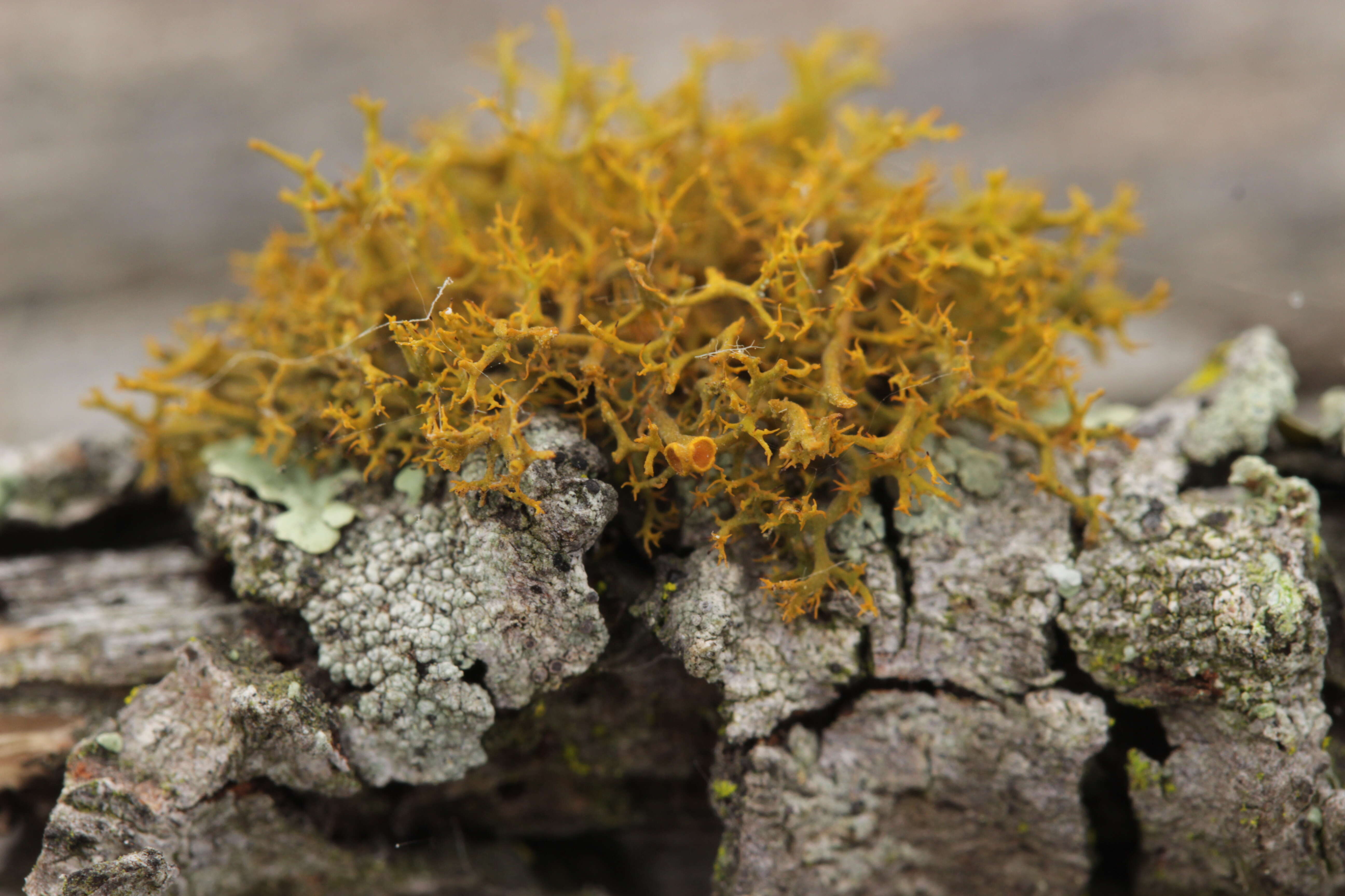 Image of teloschistes lichen