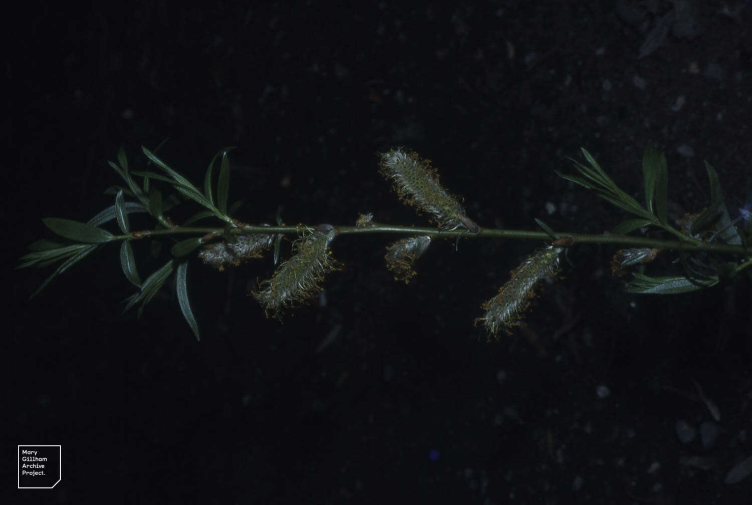 Image of Common osier