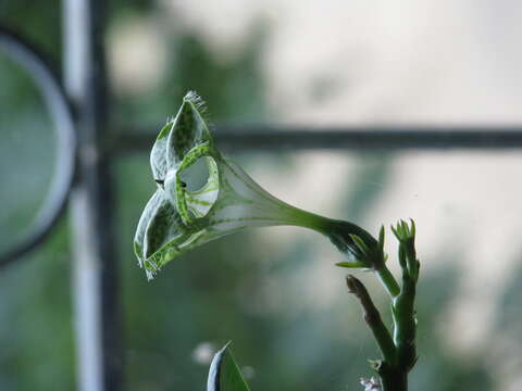 Image de Ceropegia sandersonii Decne. ex Hook.