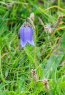 Image of Bearded Bellflower