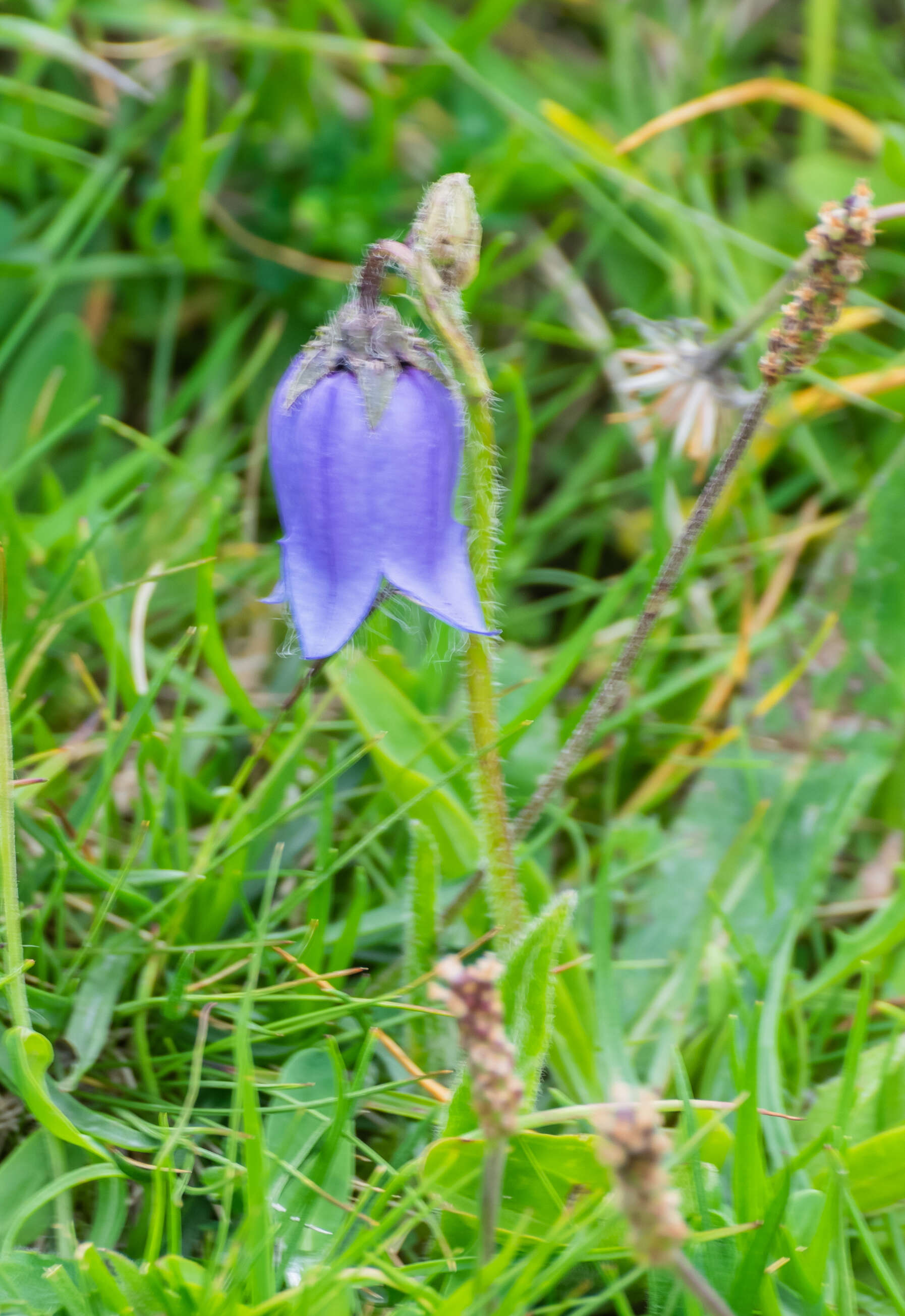 Image of Bearded Bellflower