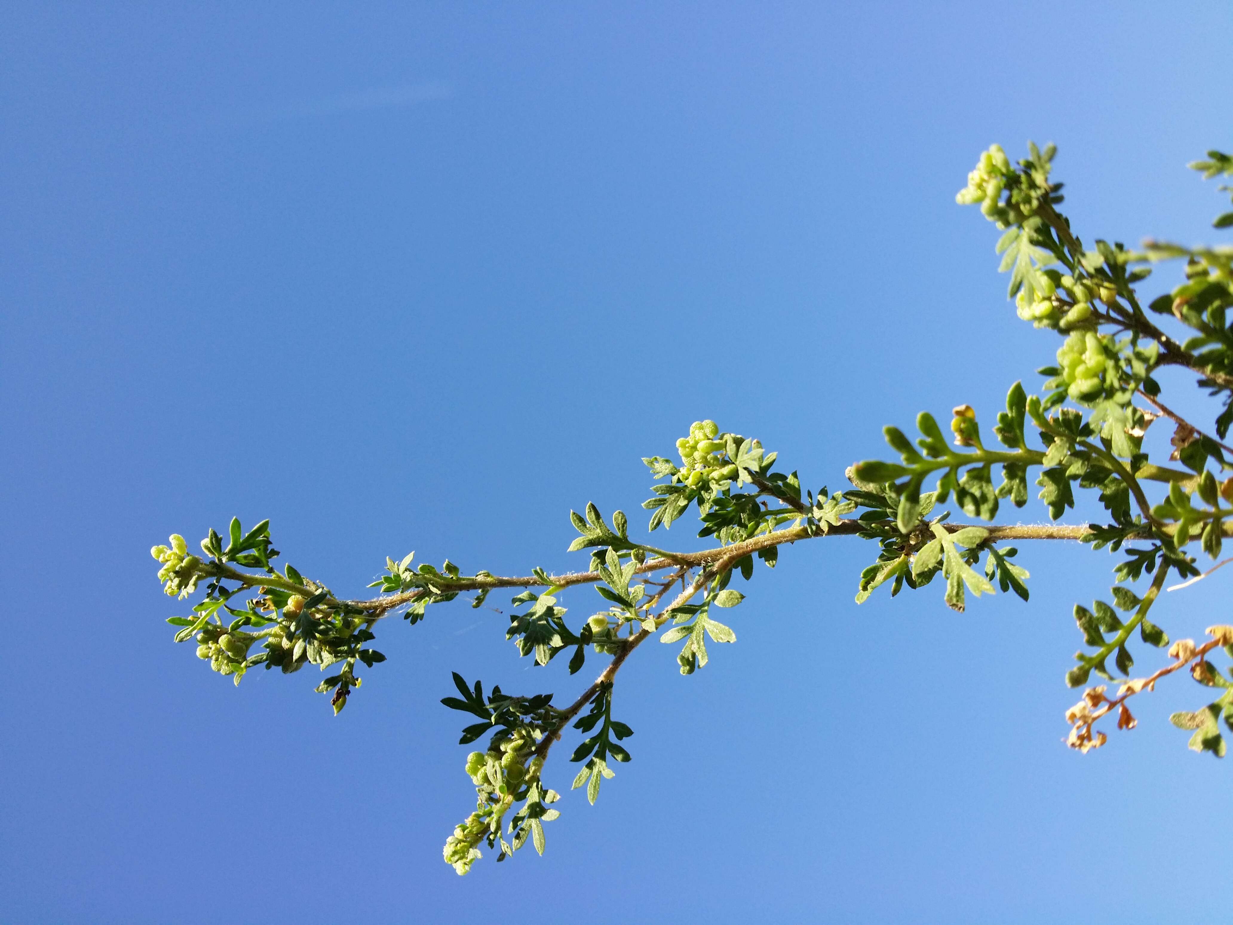 Image of Lesser swine-cress