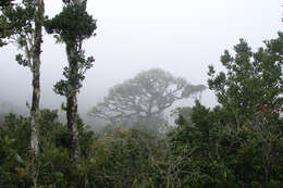 Image of Tree Rhododendron