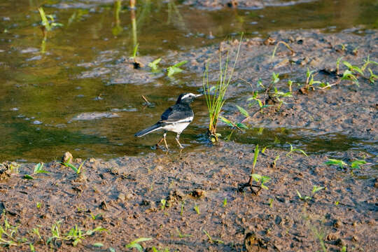 Image of White-browed Wagtail