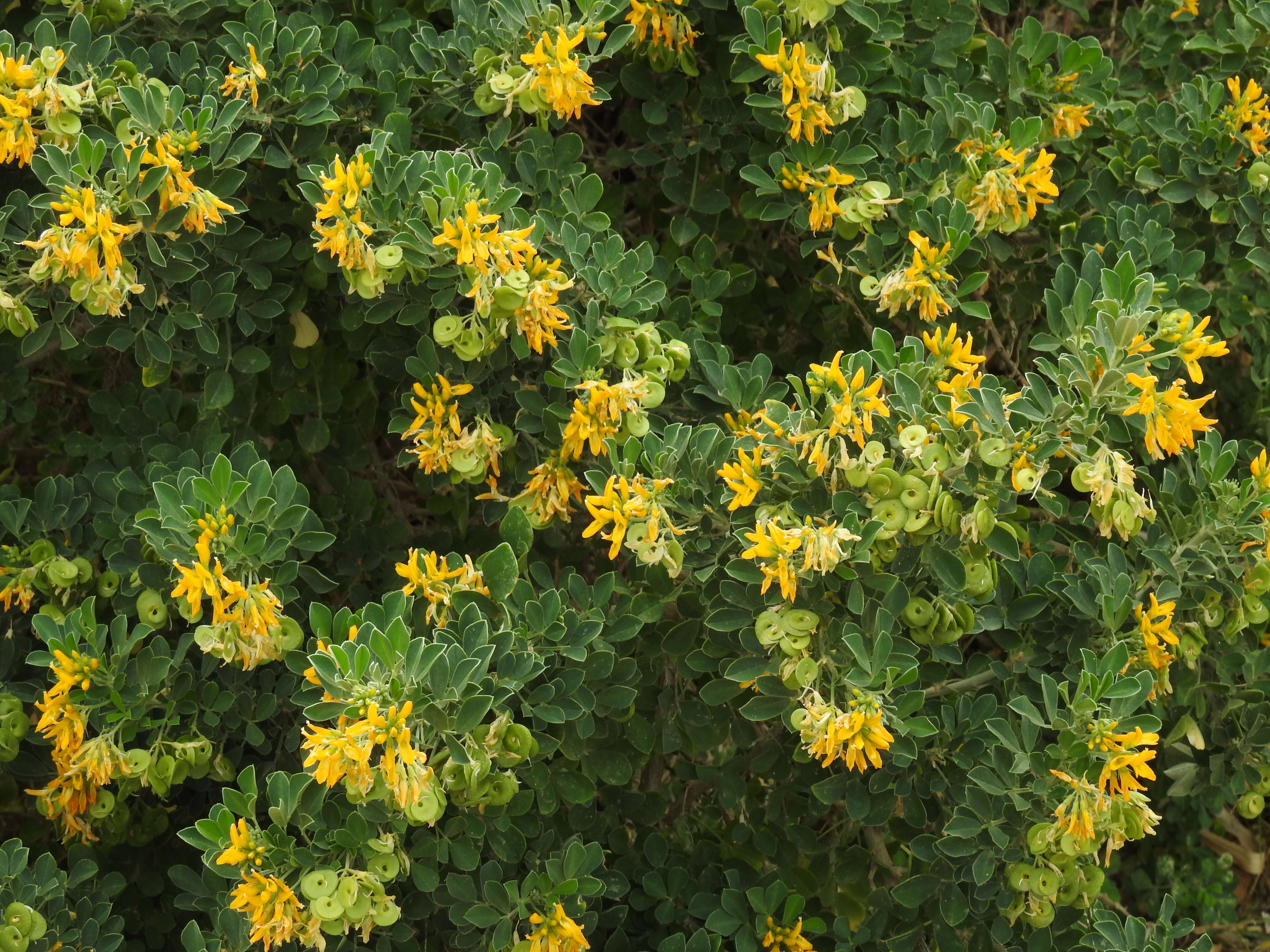 Image of moon trefoil