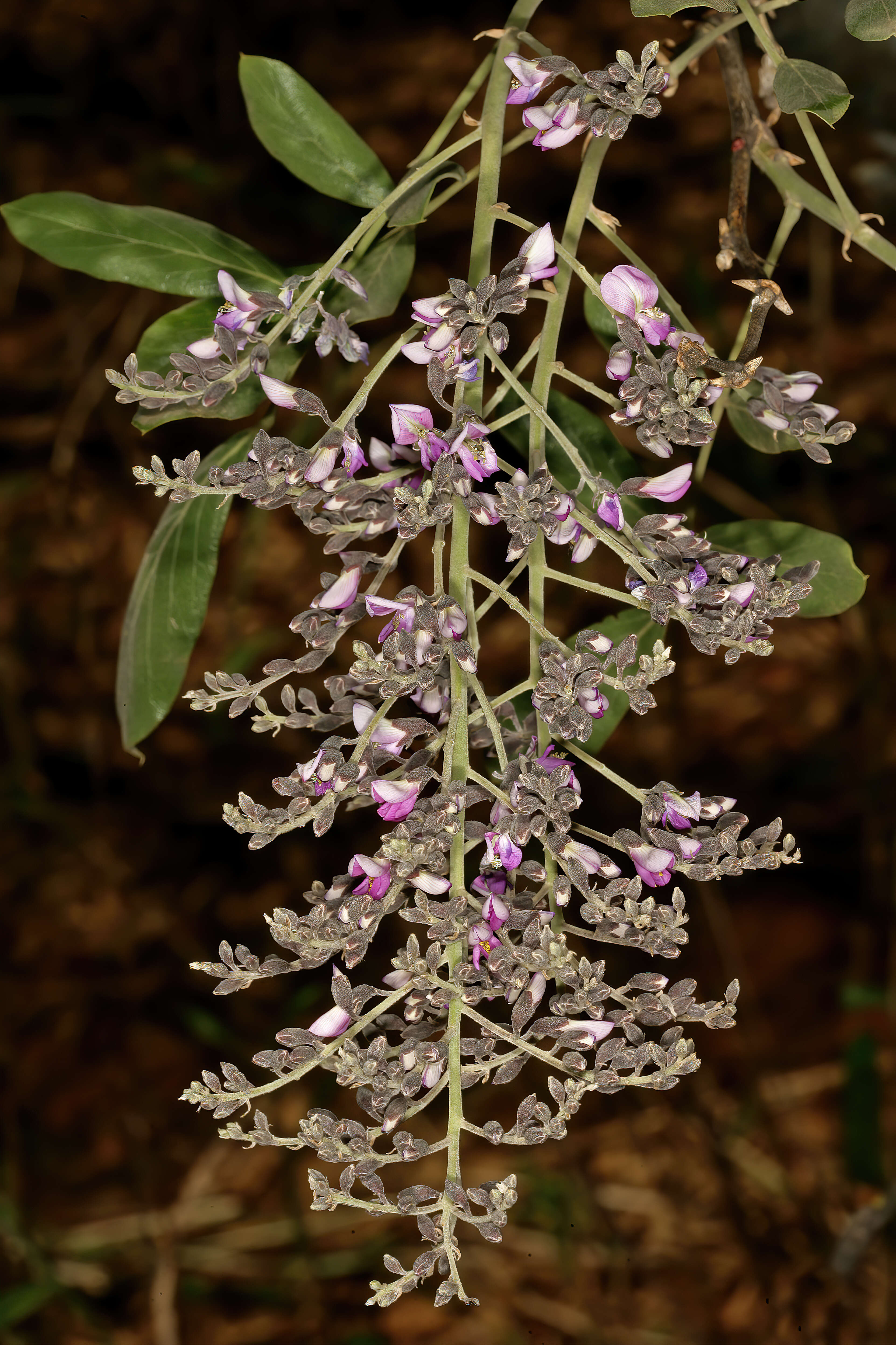 Image of Philenoptera violacea