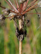 Image of Lady's leek