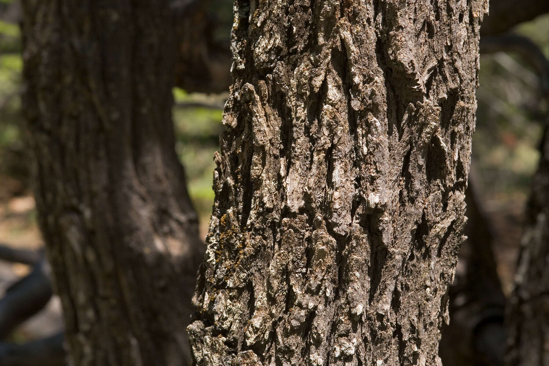 Image of Gambel Oak