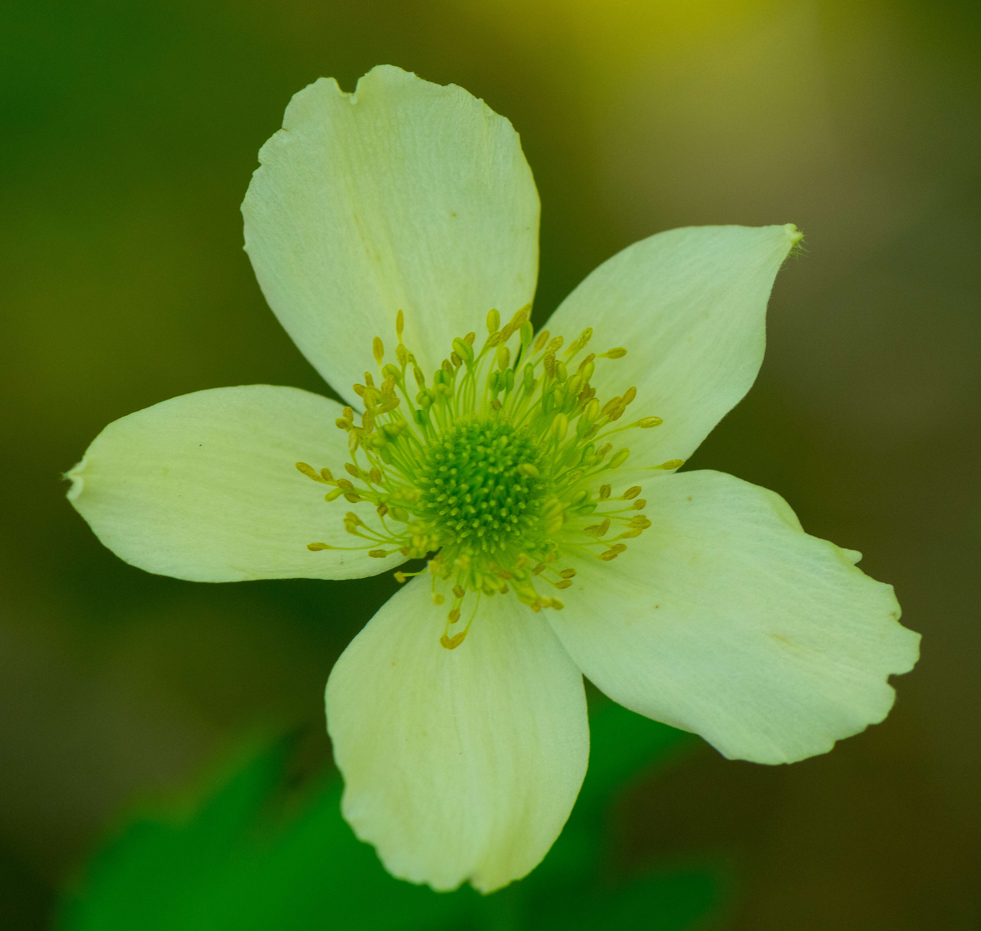 Image of candle anemone