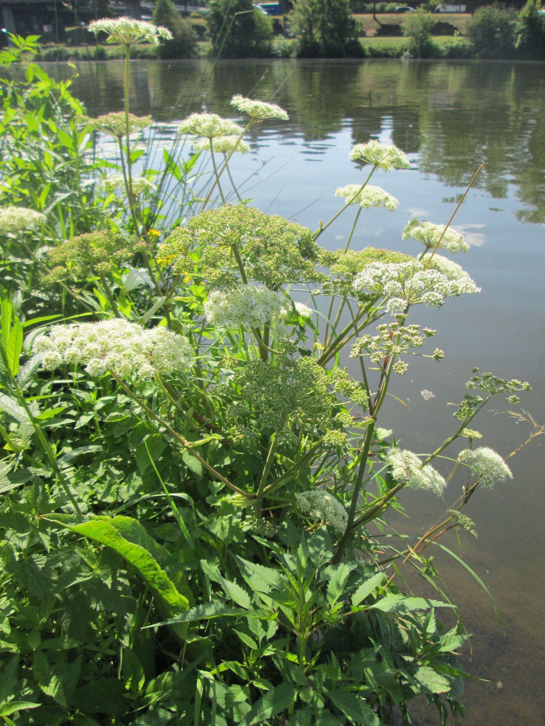 Image of wild angelica