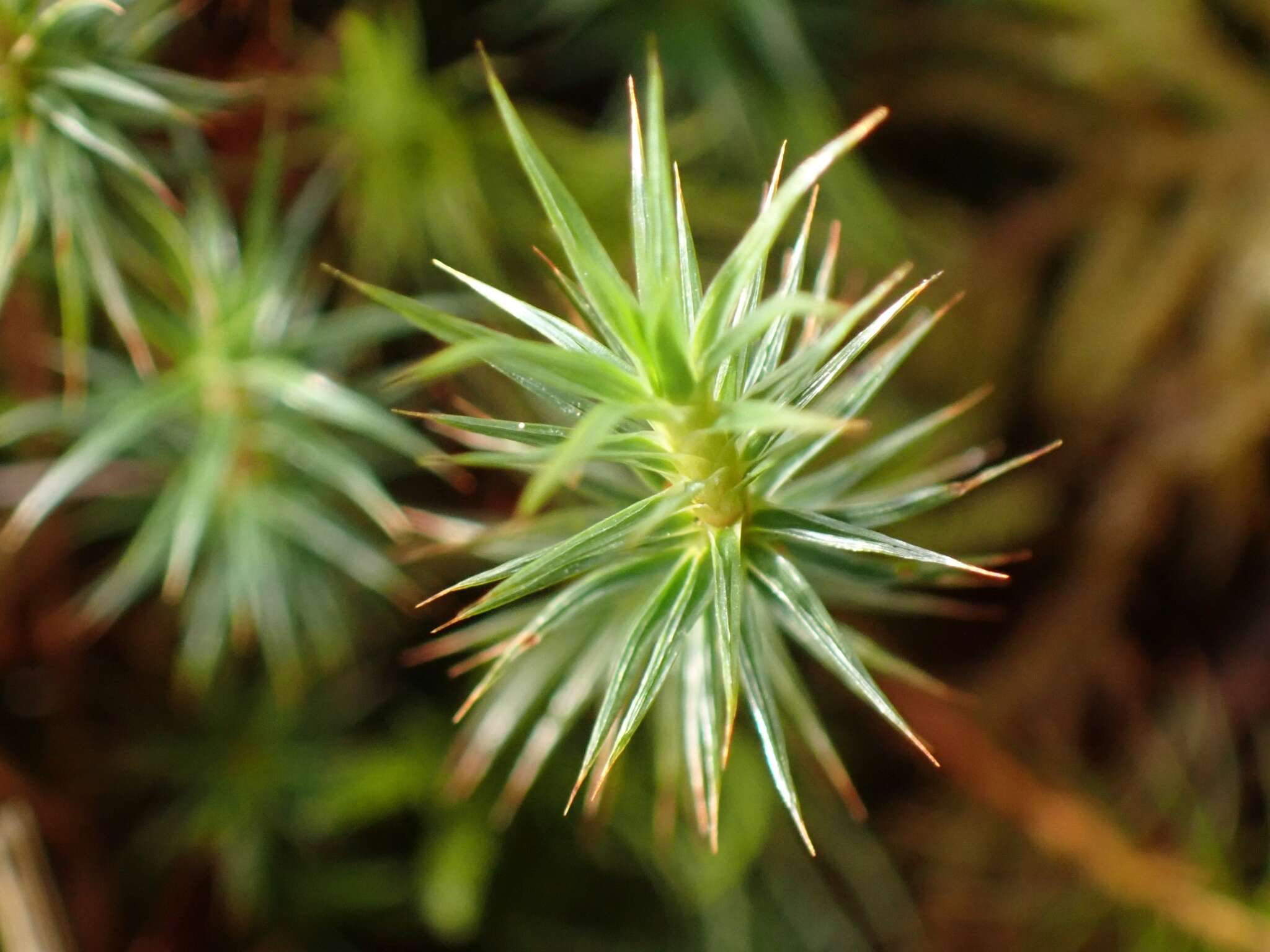 Image of juniper polytrichum moss