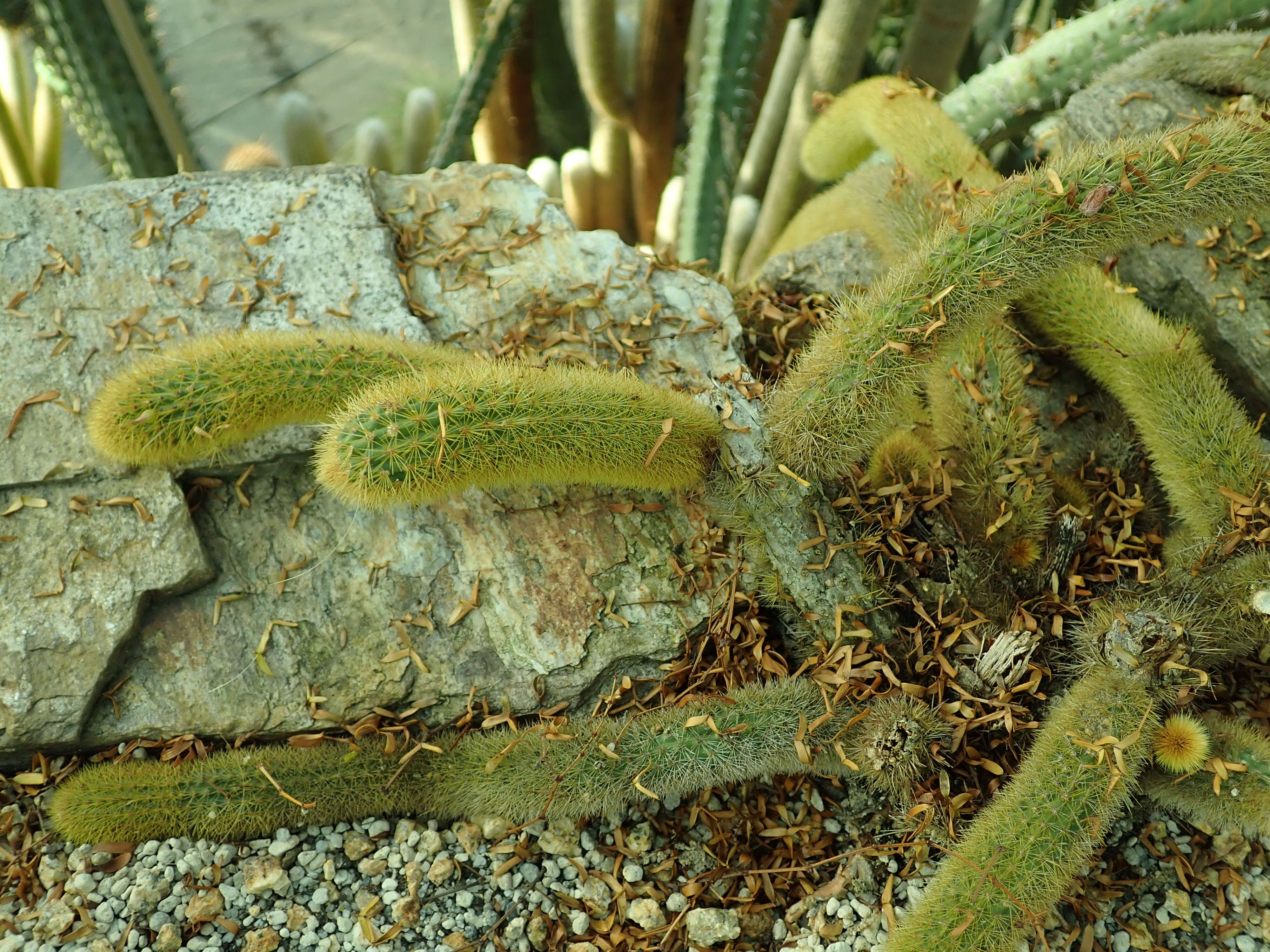 صورة Cleistocactus winteri D. R. Hunt