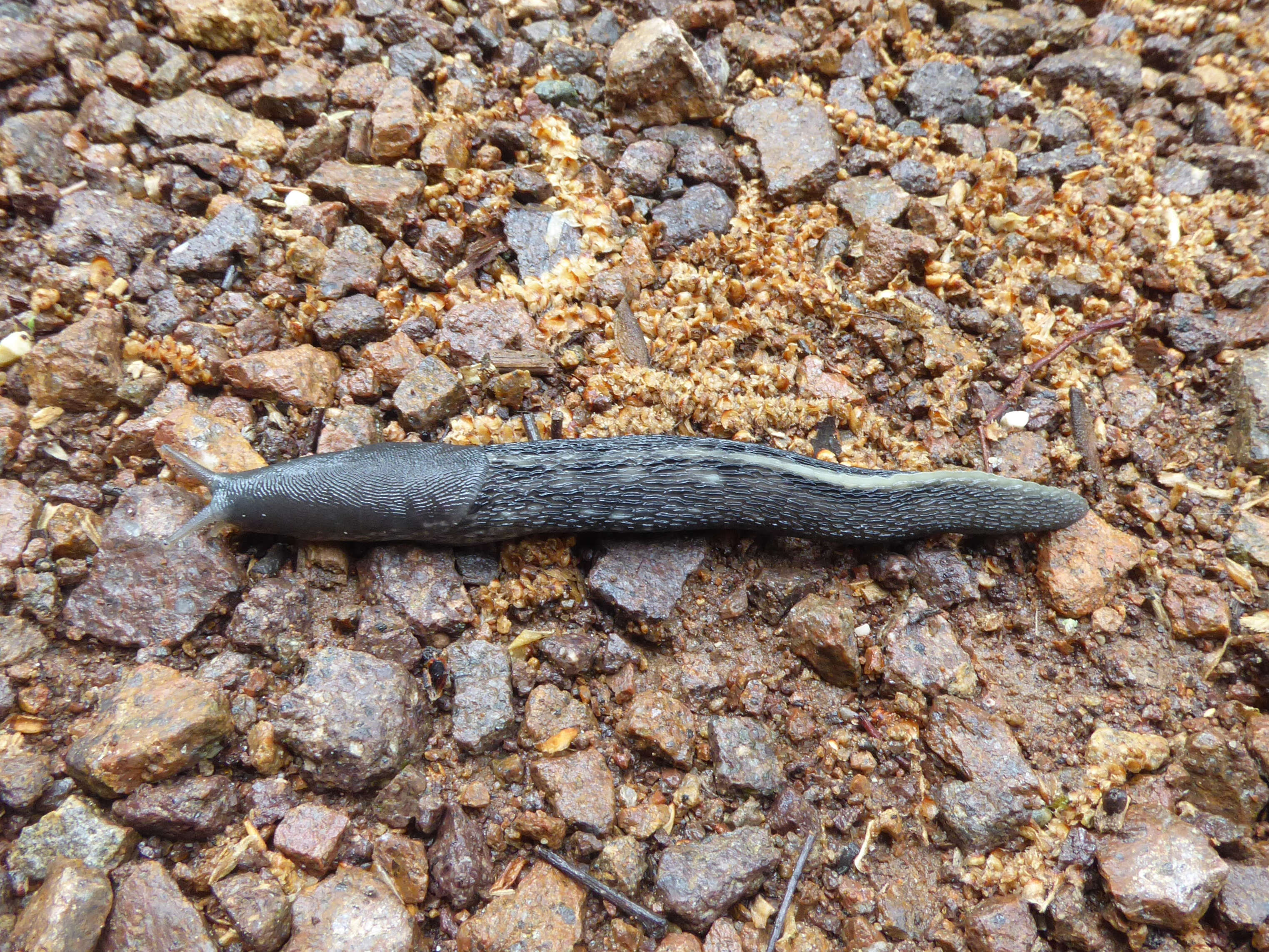 Image of ash-black slug