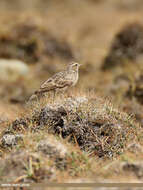 Image of Oriental Skylark