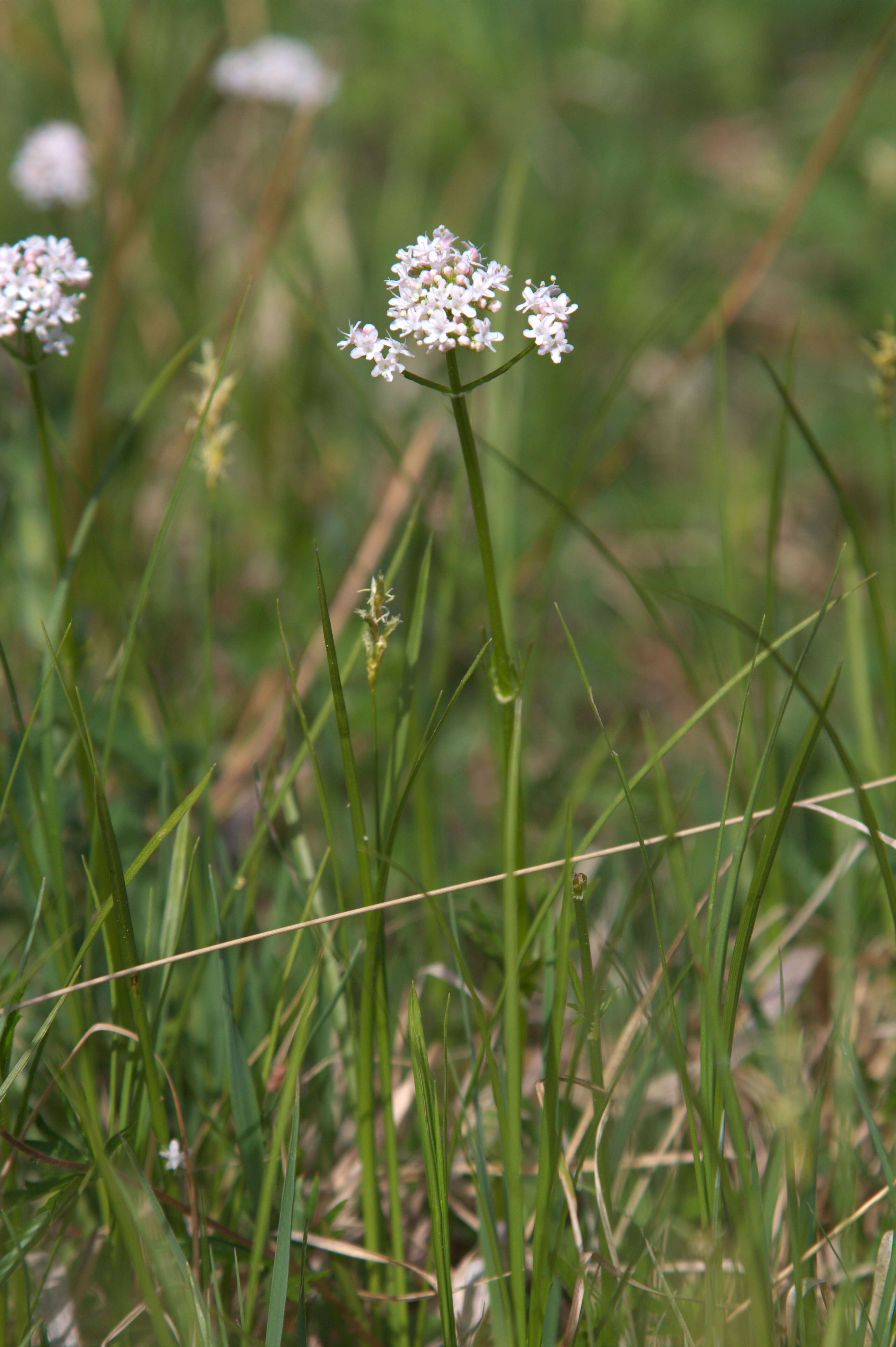 Image of marsh valerian