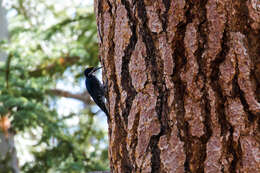 Image of Black-backed Woodpecker