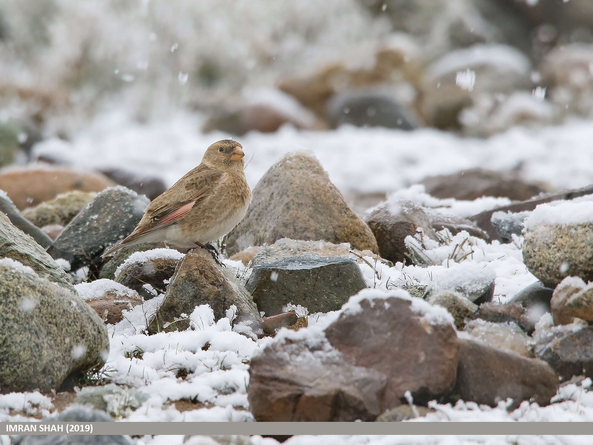 Image of Asian Crimson-winged Finch