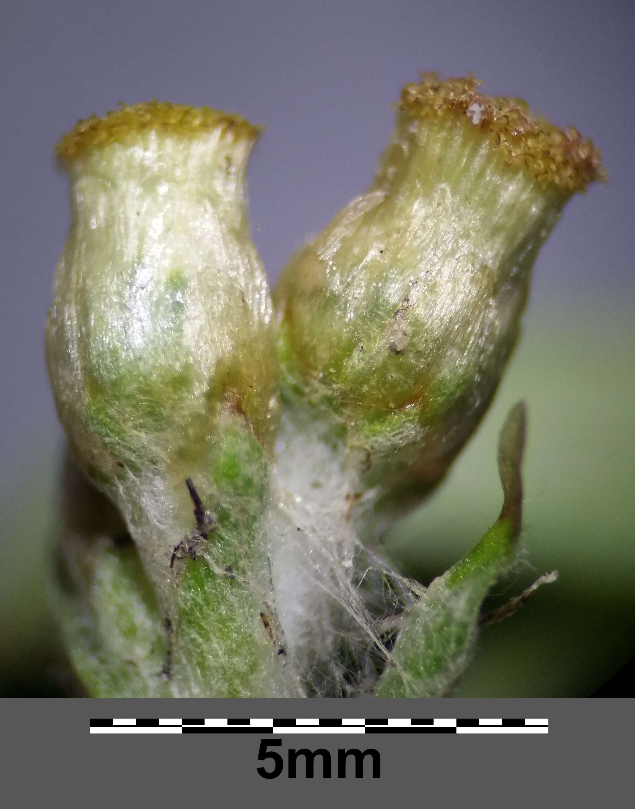 Image of Jersey cudweed