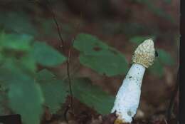 Image of Stinkhorn