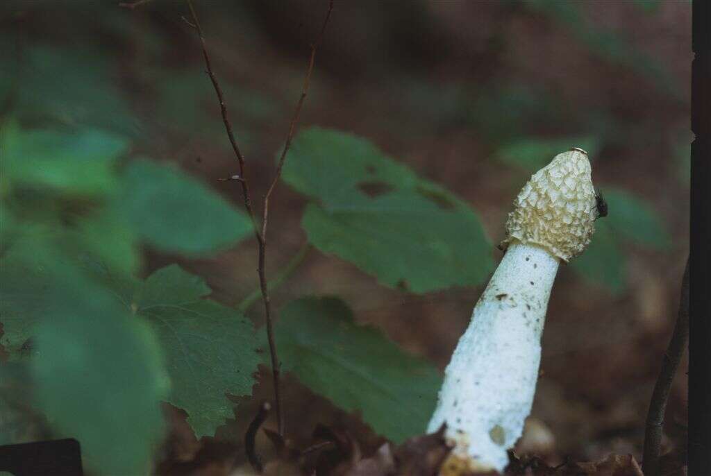 Image of Stinkhorn