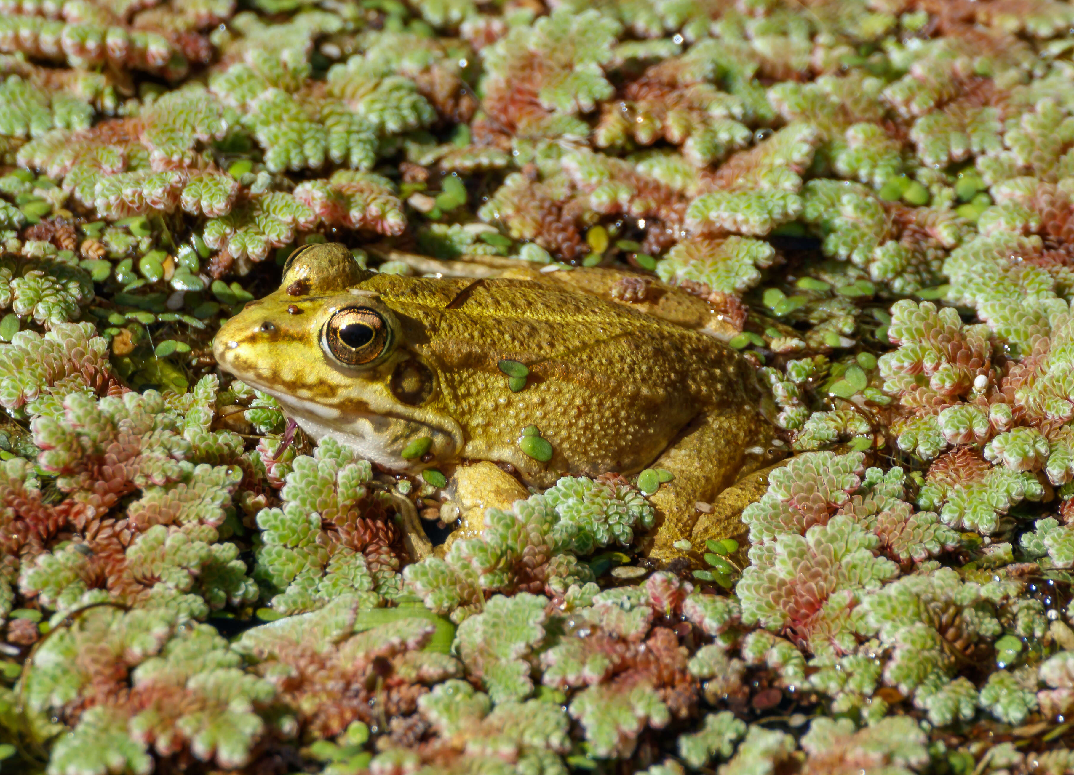 Image of Perez's Frog