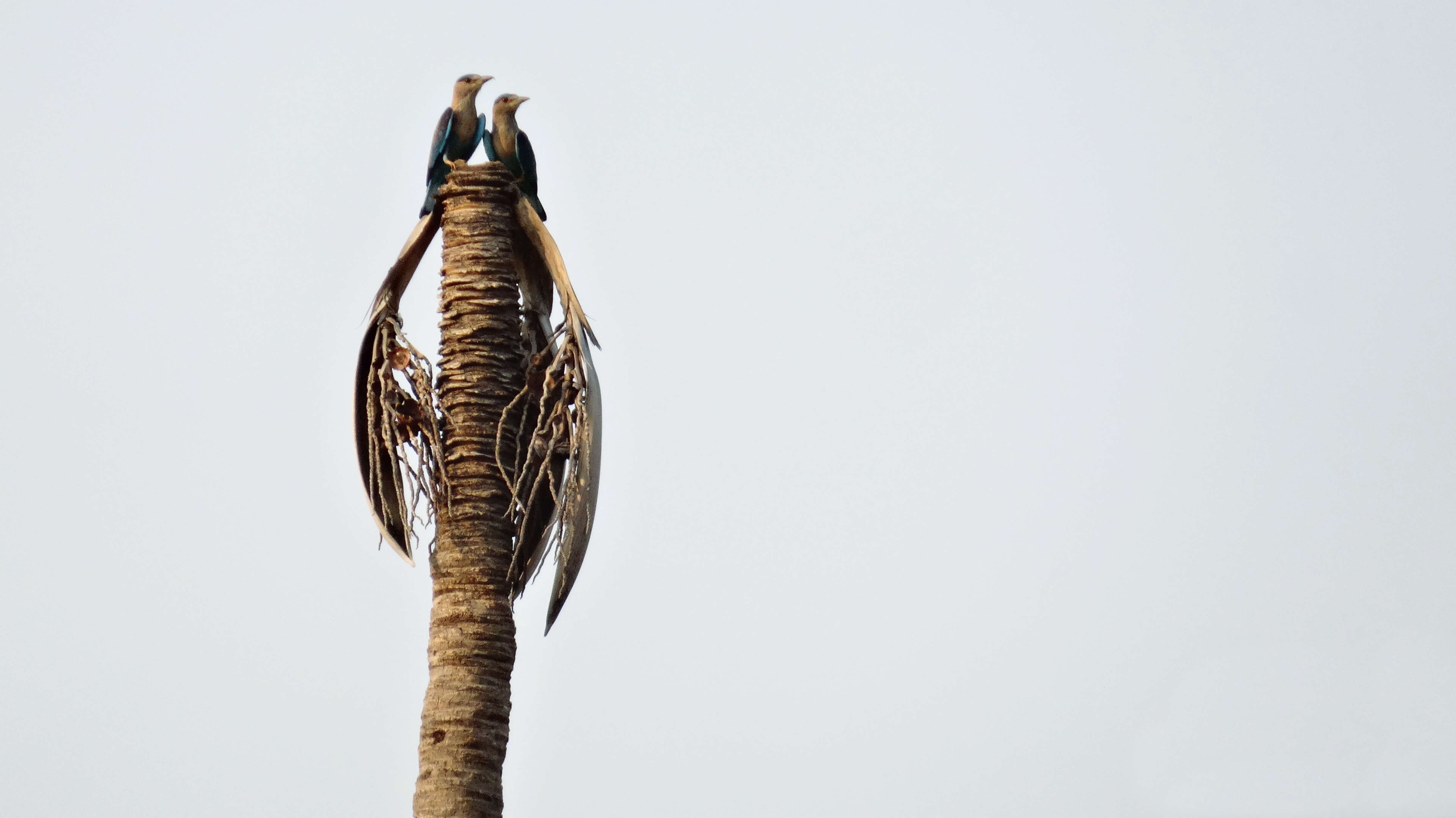 Imagem de Coracias benghalensis (Linnaeus 1758)